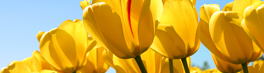 Bild mit Tulpen