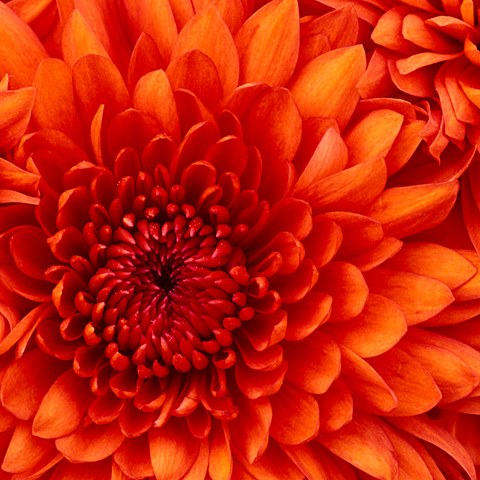 Chrysanthemum. Vergrösserte Ansicht
