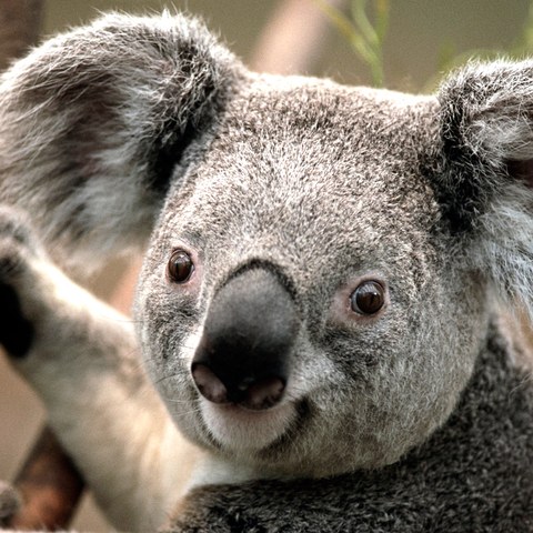 Koala. Vergrösserte Ansicht