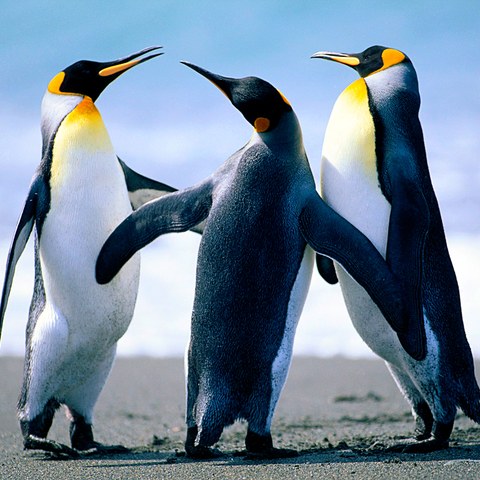 Penguins. Vergrösserte Ansicht
