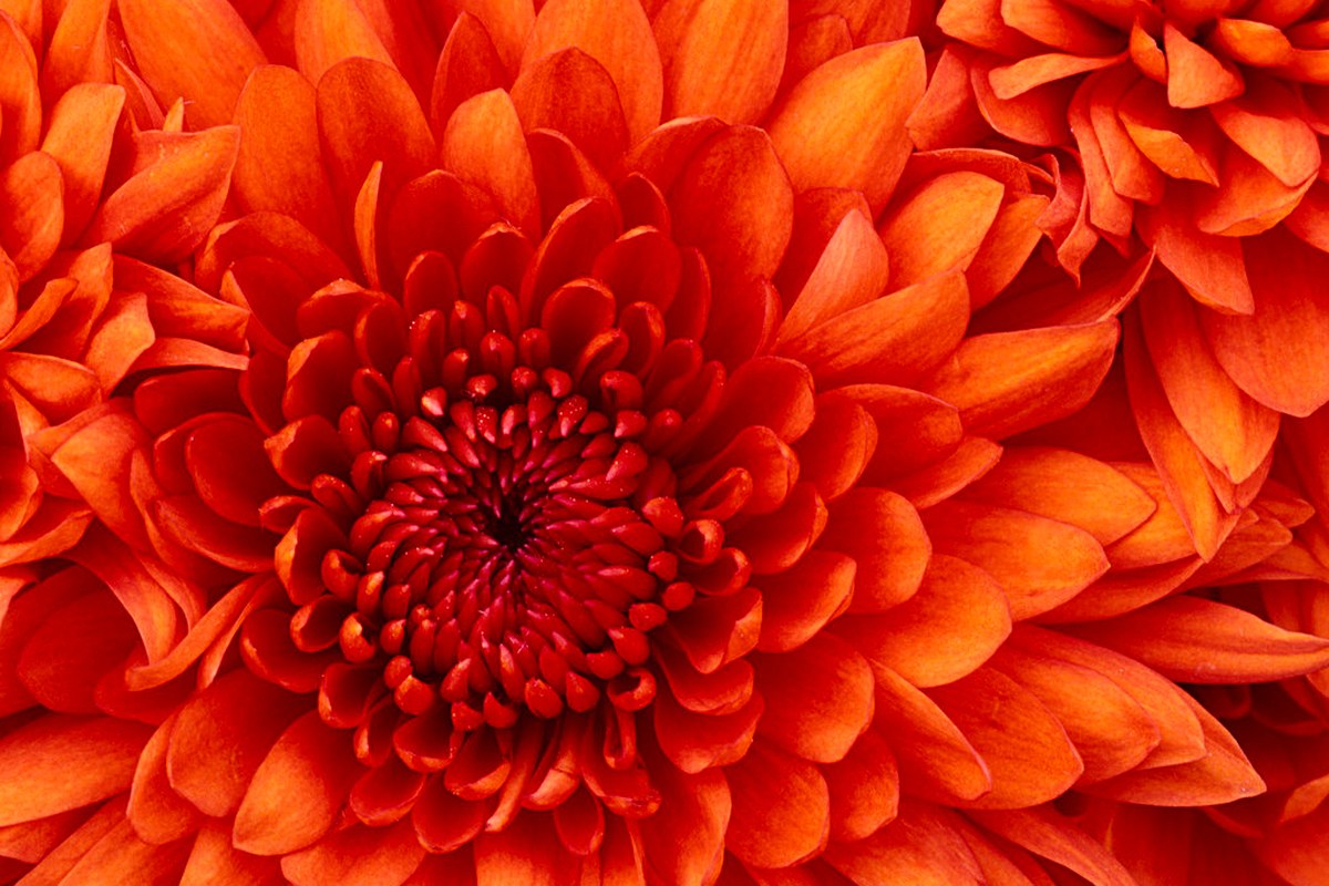 Chrysanthemum. Vergrösserte Ansicht