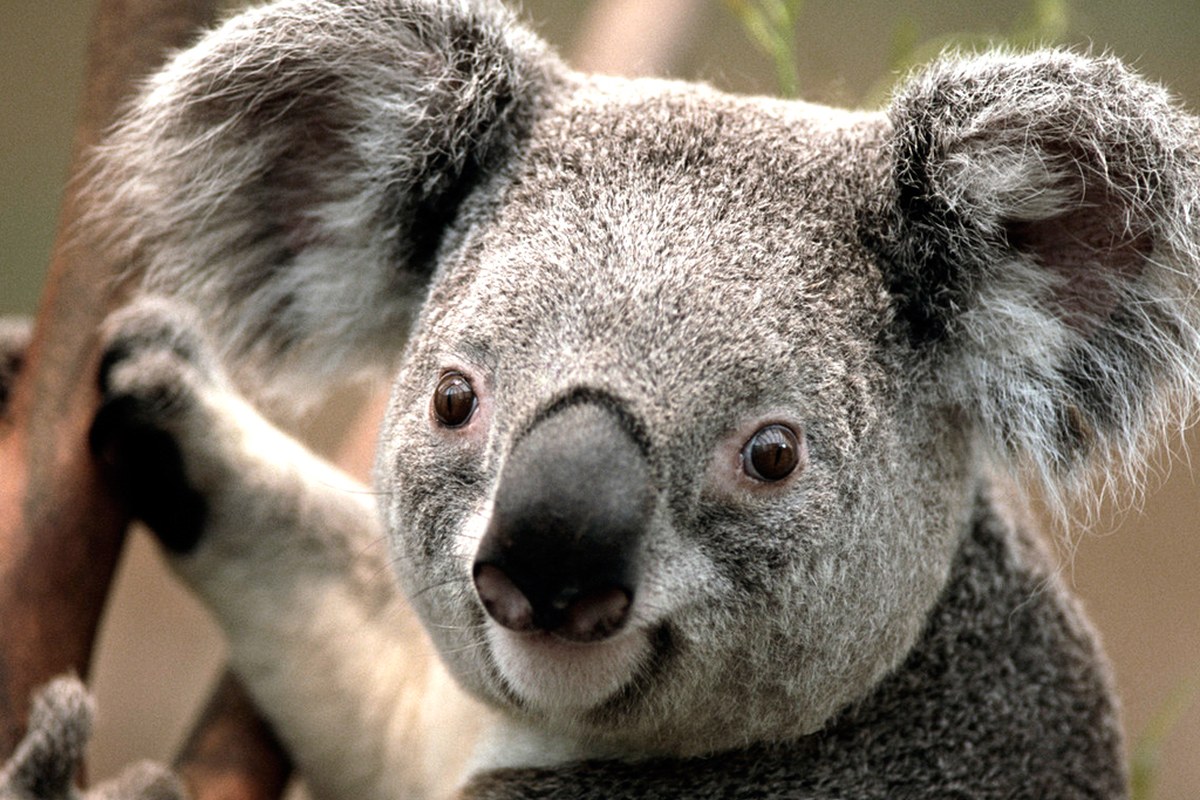 Koala. Vergrösserte Ansicht