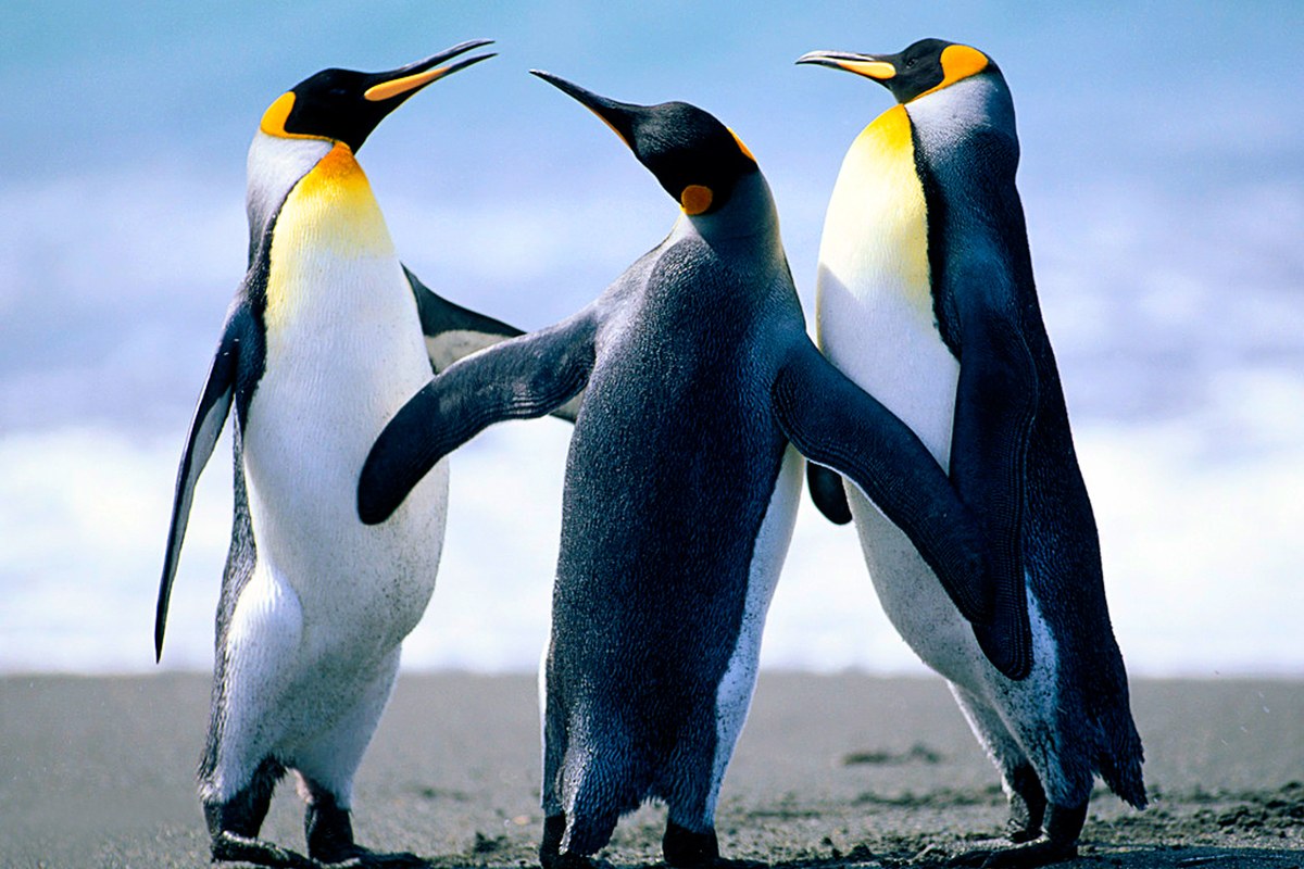 Penguins. Vergrösserte Ansicht